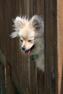 cute white dog in the fence