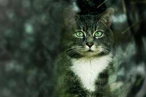 Animal Cat Nature
