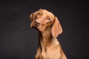 Dog Animal Portrait