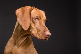Dog Animal Canine