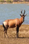 Red Hartebeest Antelope Africa