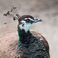 Indian Peafowl Peahen Peacock