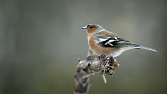 Bird Chaffinch Nature