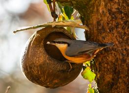 Animals Bird Kleiber Tree