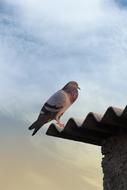 pigeon bird standing on roof
