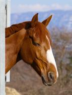 sleeping horse against the sky