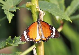 Butterfly Insect Nature