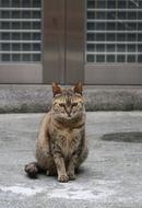 Cat Animal Cute