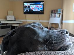Dog Sleeping Animal