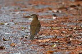 Natural Wild Animals Bird