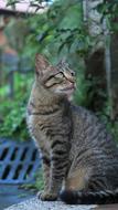 Animal Nature Cat