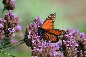 Butterfly Monarch Insect
