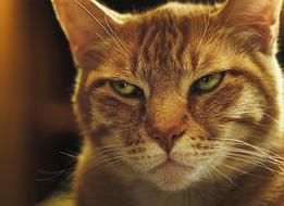 Cat Cute Animal