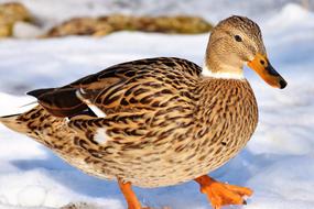 Duck Water Bird Mallard