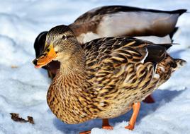 Duck Water Bird Mallard