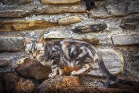 cute kitten against a stone wall