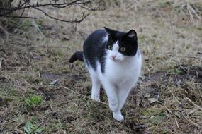 black and white cat walking on dry grass