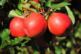 orchard juicy apples