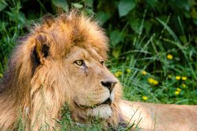 esting lion in the wild
