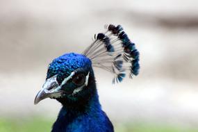 Peacock Bird Head