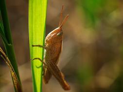 Grasshopper Insect Nature