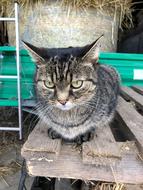 Animal Portrait Cat