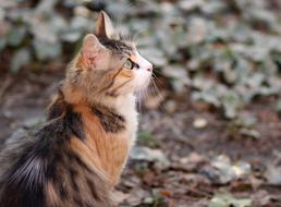 colored cat looking up