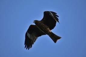 Animal Sky Bird Wild