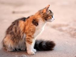 colored cat