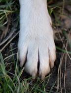 dog Paw on ground