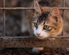Cat Coloring Pet