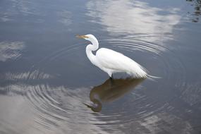 Snowy White Egret bird in lake