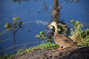 Duck Mallard Male by lake