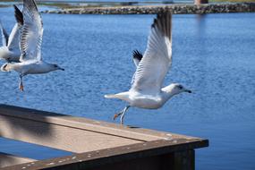 Flying birds by the lake