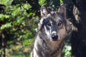 gray wolf in the woods