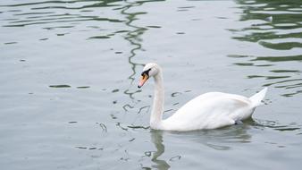 white swan Goose swimming in pond