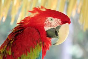 Bird Feather Wildlife