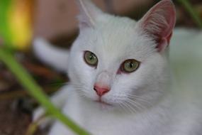 Cute Cat Pet