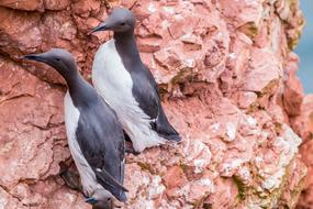 Guillemots Rock Breeder Coastal