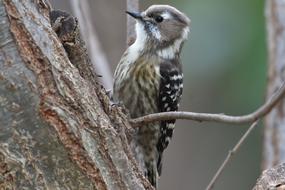 Wild Animals Bird Natural
