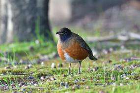 Wild Animals Bird Natural