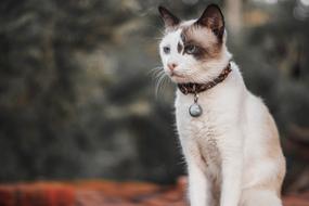 Cute Portrait Mammal