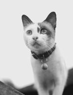 cat with a bell on its collar