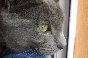Cat Animal Cute