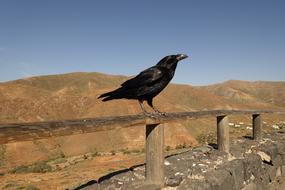 Crow Rook Raven