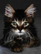 fractalius cat portrait