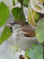 Sparrow Bird Nature Wild