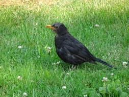 Birds Merle Black Young
