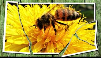 Insect Bee Nature