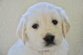 Dog Golden Retriever Puppy Pup
